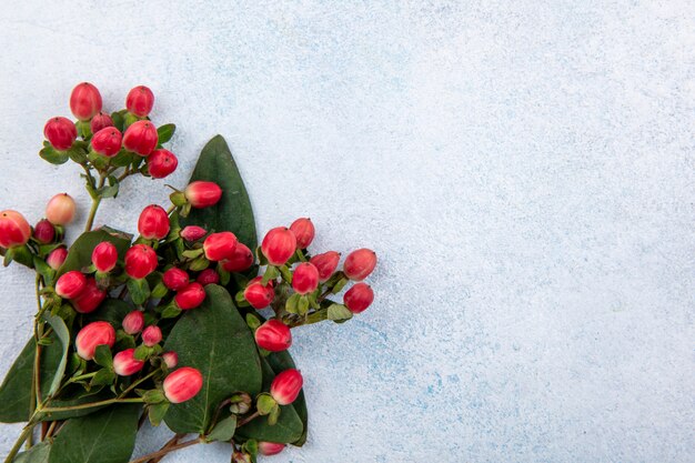 Close up view of flowers on white surface