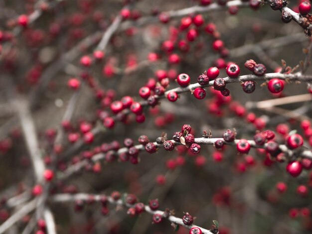 Close-up view of fruit concept