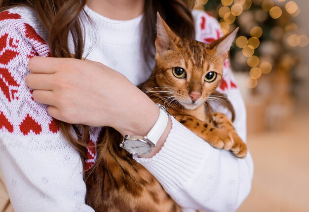 Close up view of a girl holding a purebred cat. Cat looking at the camera