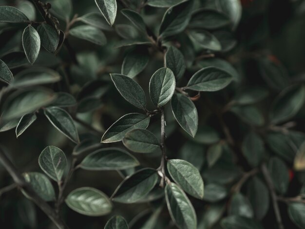 Close-up view of green leafs concept