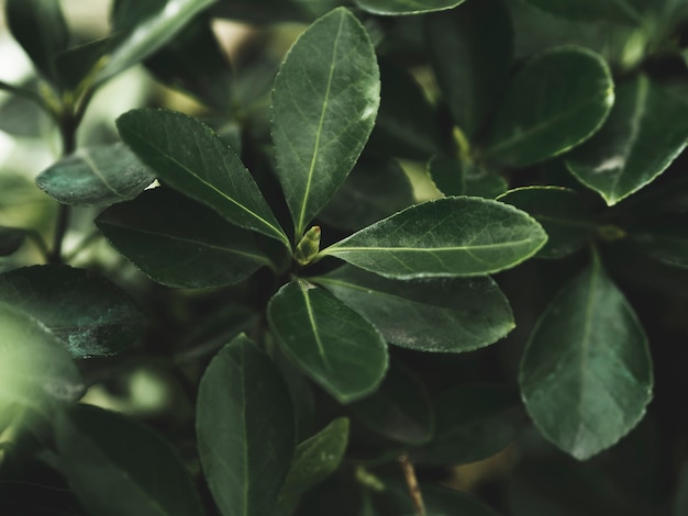 Close-up view of green leafs concept