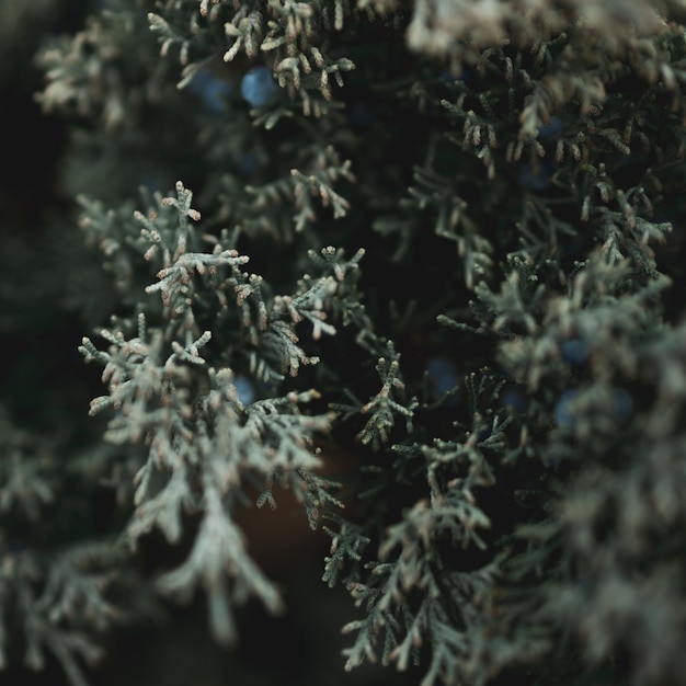 Close-up view of green leafs concept