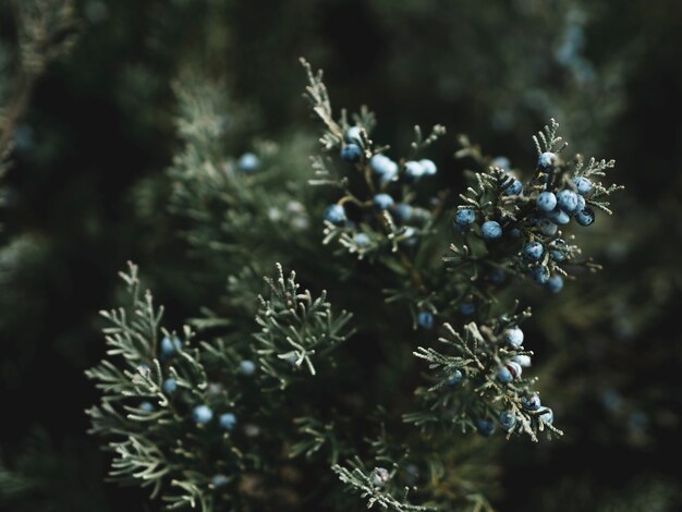 Close-up view of green leafs concept