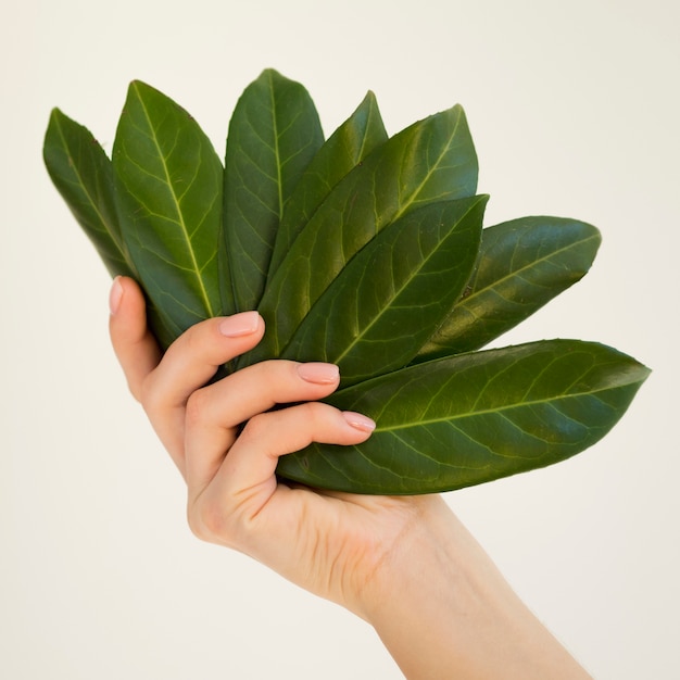 Free photo close-up view of hand holding a leaf