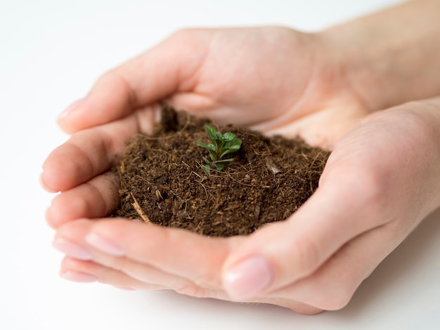 Close-up view of hands holding dirt and plant