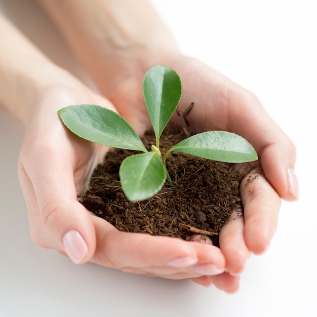 土と植物を保持している手のクローズアップビュー