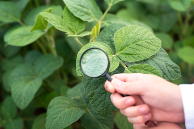 Close up view of hands holding magnifying glass checking soybean leaf