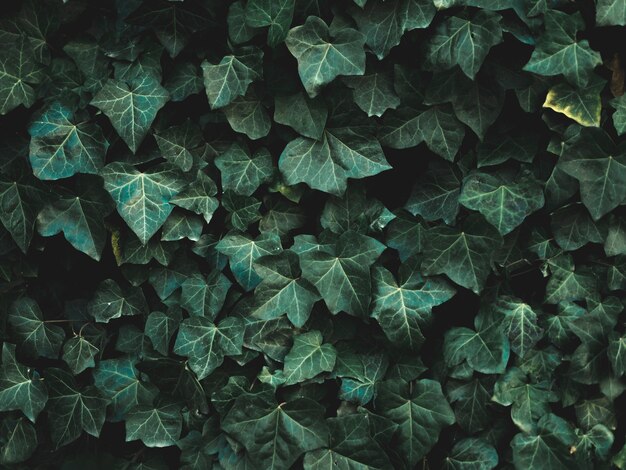 Close-up view of leaves concept