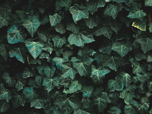 Close-up view of leaves concept