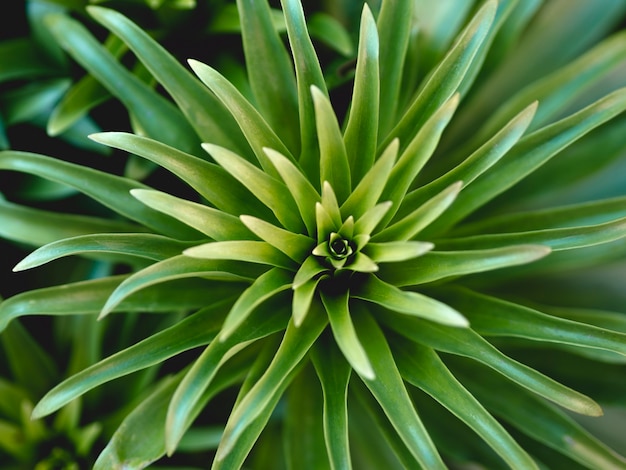 Close-up view of leaves concept