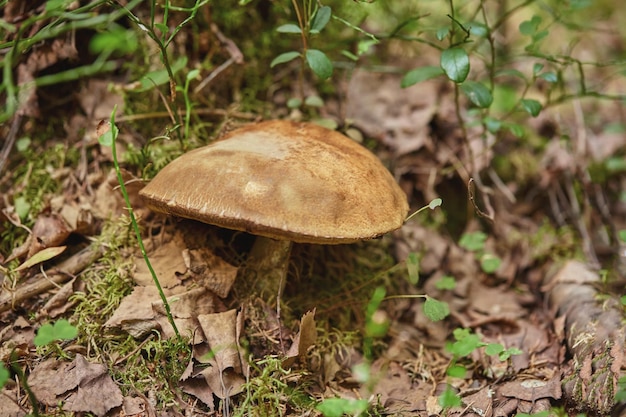 Крупный план гриба на земле в лесу, намеренно размытый. Лесные грибы