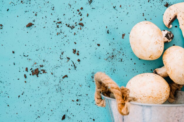 Close up view of mushrooms and soil