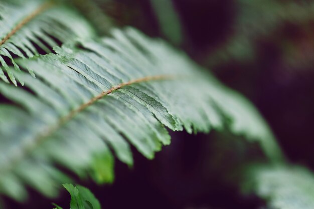 Close up view of natural leaf