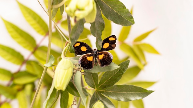 Бесплатное фото Крупным планом вид красивой бабочки концепции
