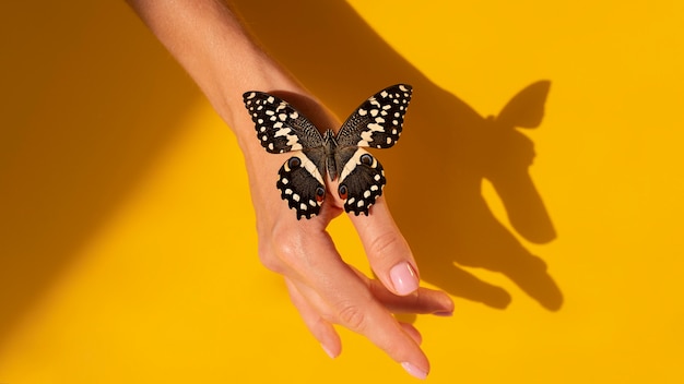 Крупным планом вид бабочки под рукой