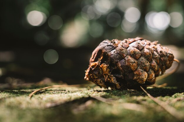 Close up view of pine cone