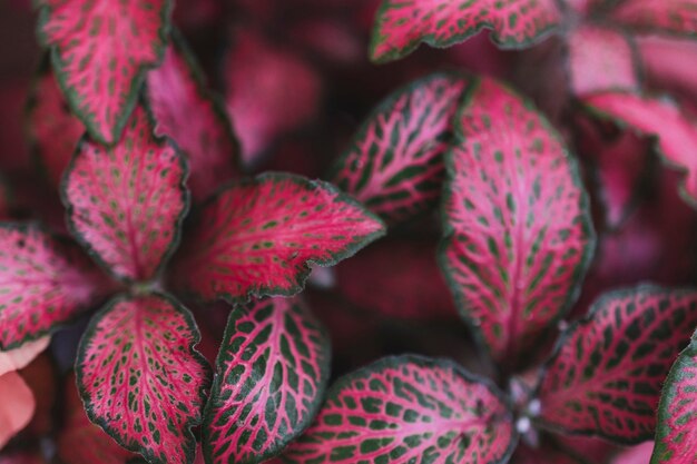 Close up view of pink leaves