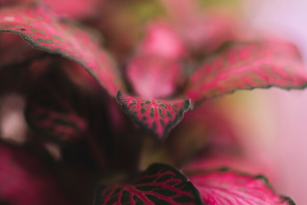 ピンクの植物の眺めを閉じる