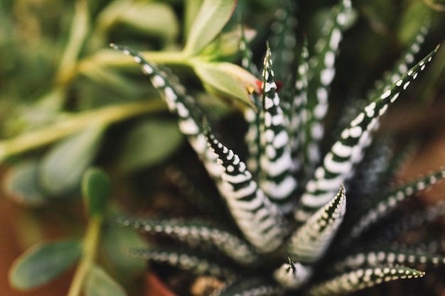 Close up view of plant