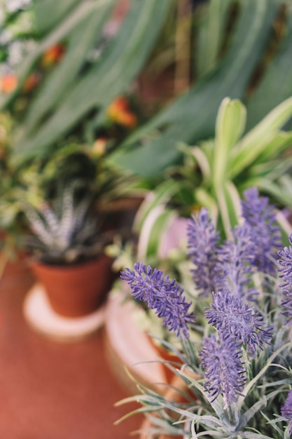 テラスの植物の眺めを閉じる