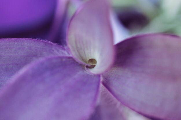 Close up view of purple leaf