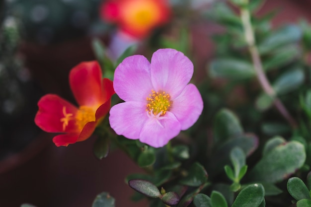 Close up view of purple and red flowers