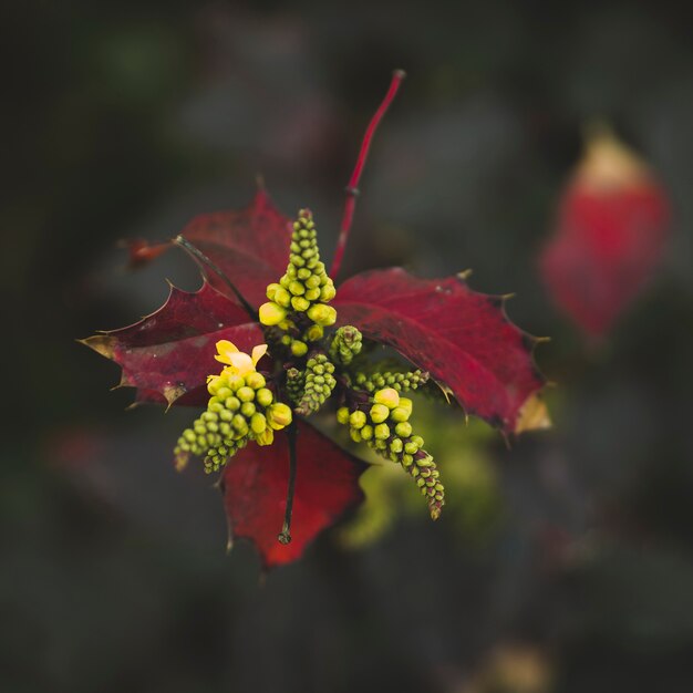 Close-up view of red leafs concept