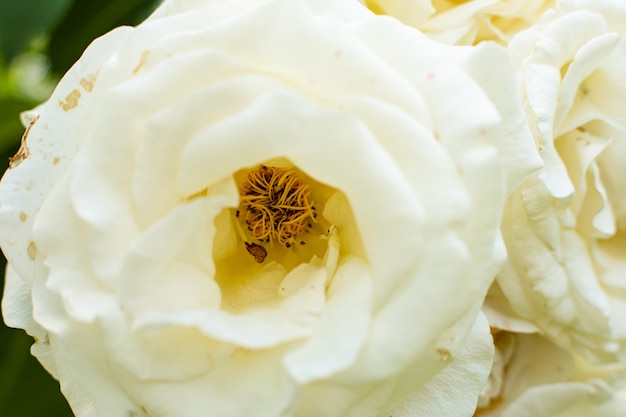 Close up view of rose flowers with blooming white in the garden