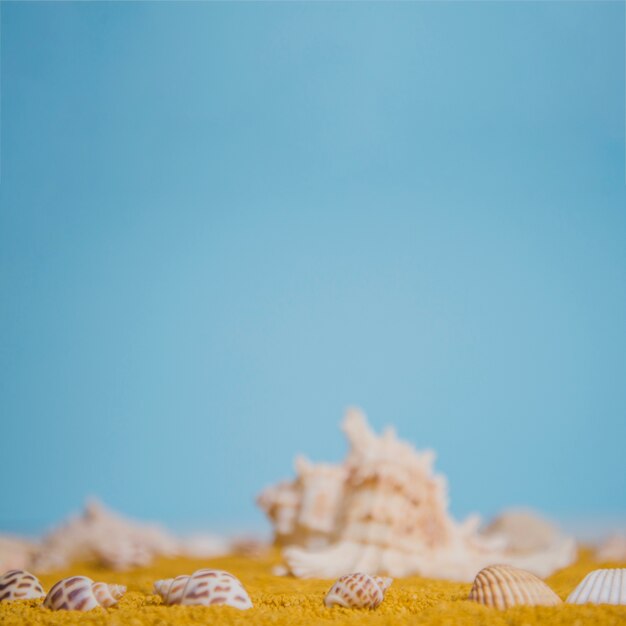 Close up view of seashells on sand