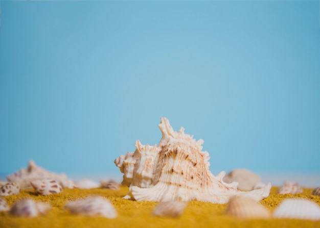 Close up view of seashells