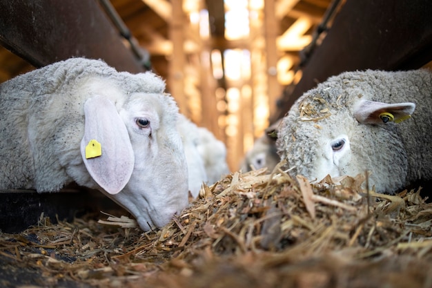 Close up view of sheep cattle eating food from automated conveyor belt feeder at livestock farm