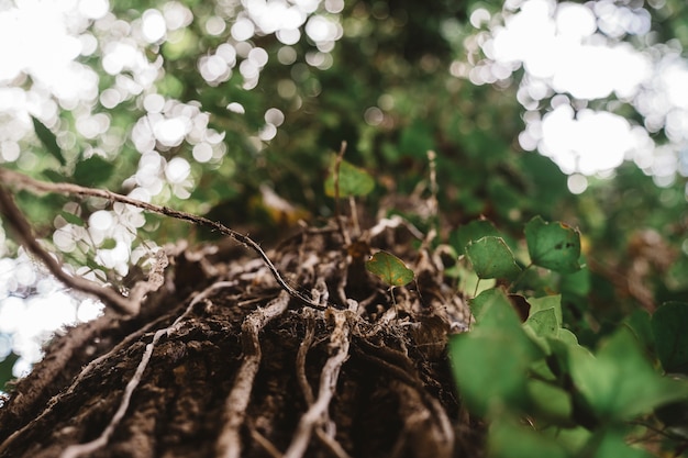 Close up view of small branches