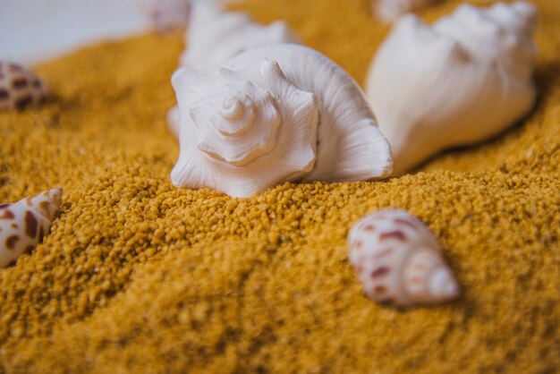 Close up view of some seashells