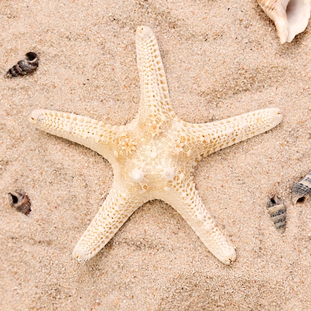 Крупным планом вид морской звезды на песке