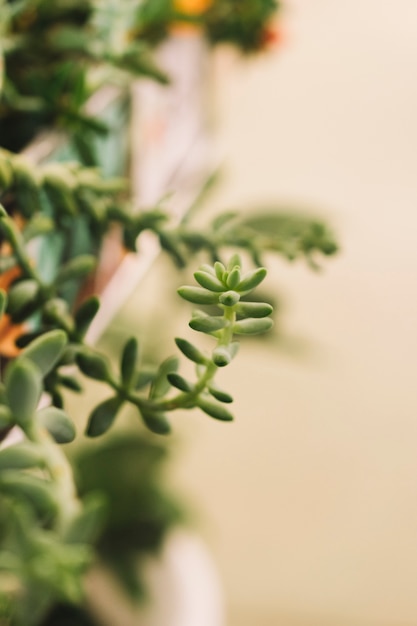 Close up view of vegetation