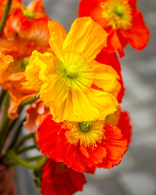 Close up view of yellow anemone flowers bouquet