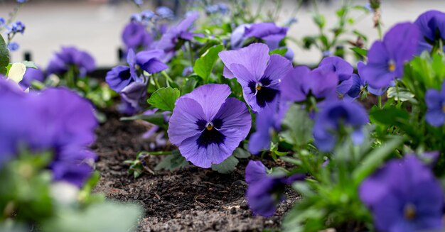 Close up viola tricolor flowers in a flower bed