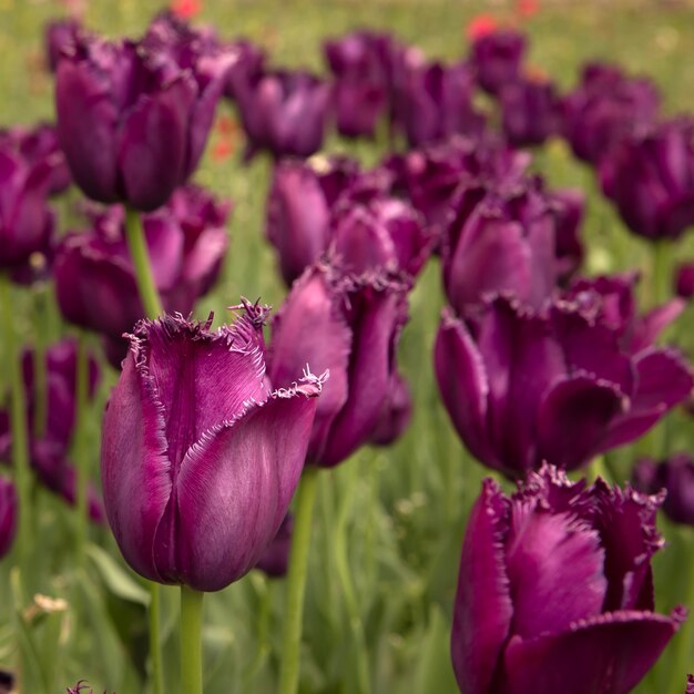 Close up of violet tulips.