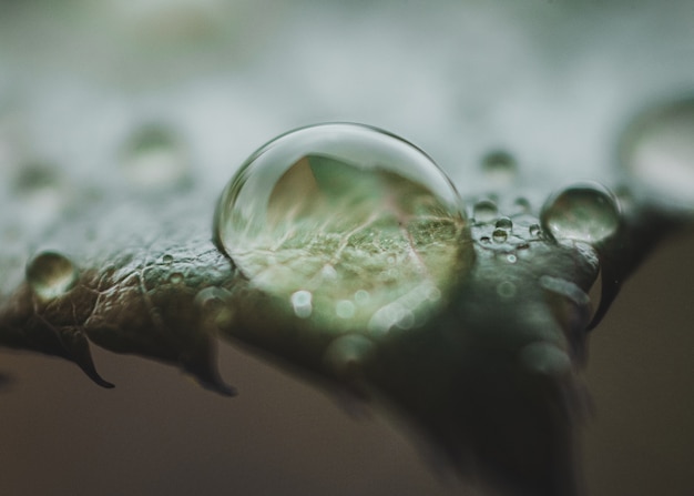 植物の葉の水滴のクローズアップ