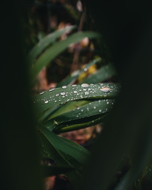 Close-up di gocce d'acqua sulle foglie di una pianta