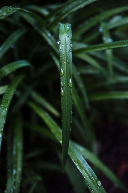 Close-up water on grass blade