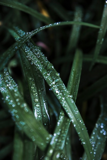 Close-up water on grass