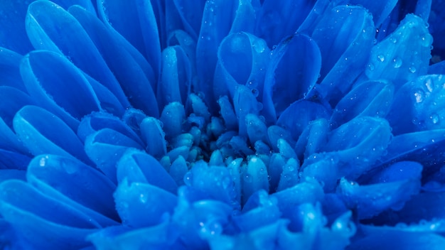 Close-up wet blue petals