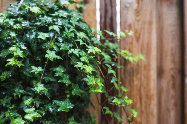 Close-up of wet green ivy leaves