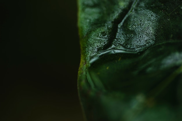 Close-up wet leaf