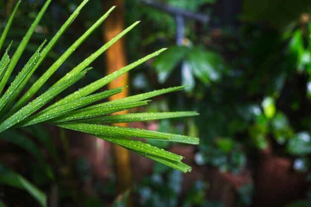 Close-up of wet leaves