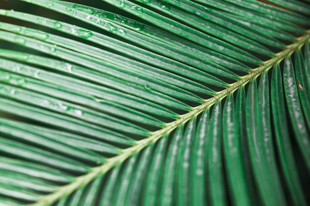 Close-up wet palm leaf