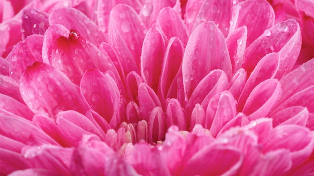 Free photo close-up wet pink petals