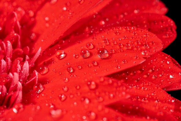 Крупным планом мокрый красный цветок