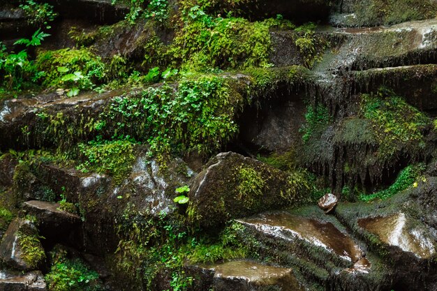 Close up of wet rocks and grass